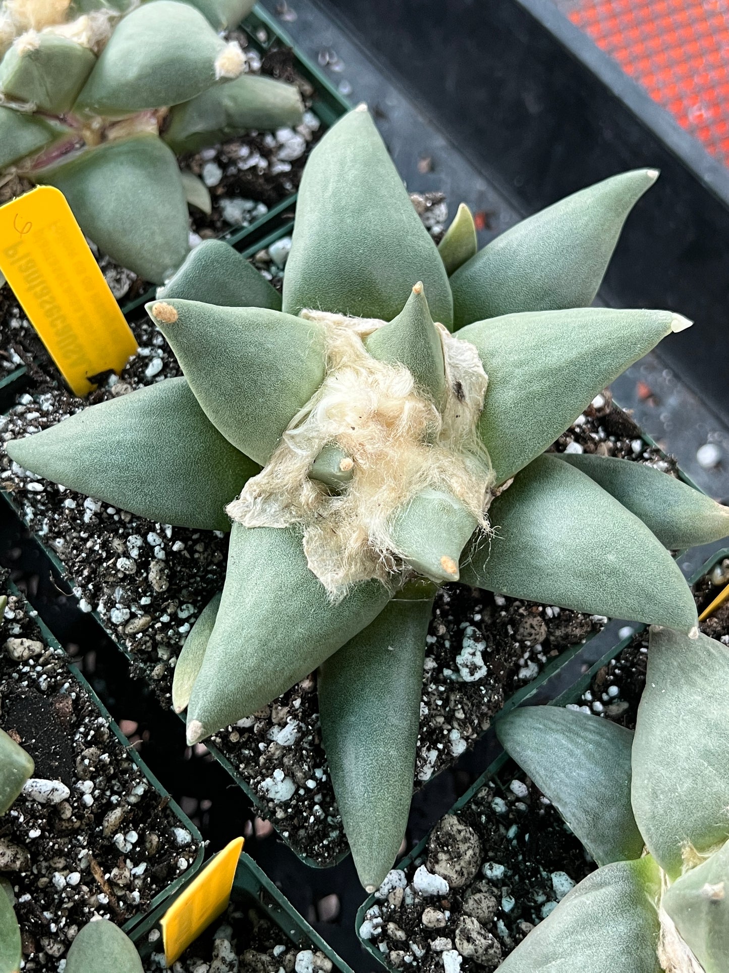 Ariocarpus retusus cactus #6 cheap