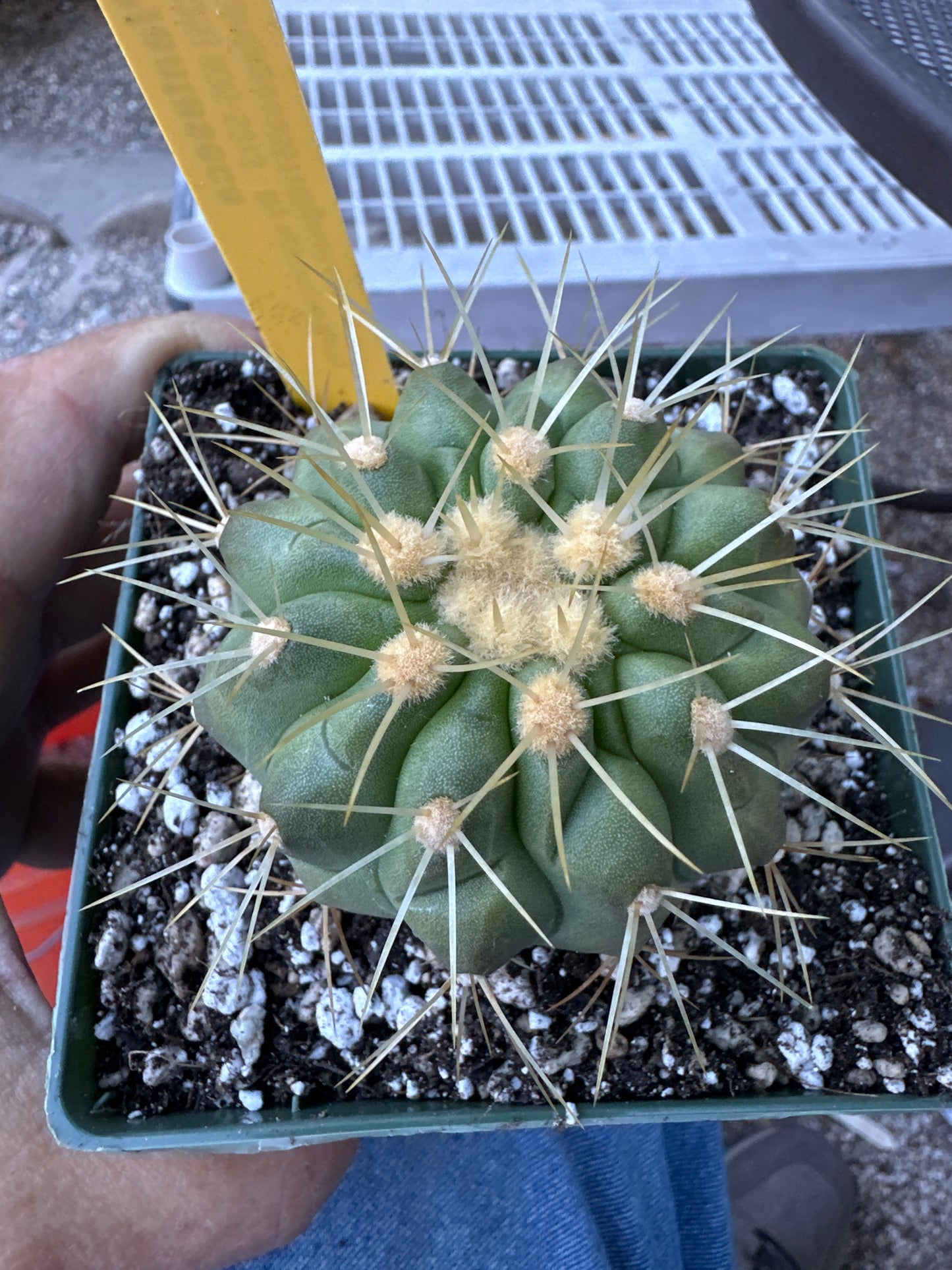 Copiapoa haseltoniana cactus #2 now in 4.25 inch pot