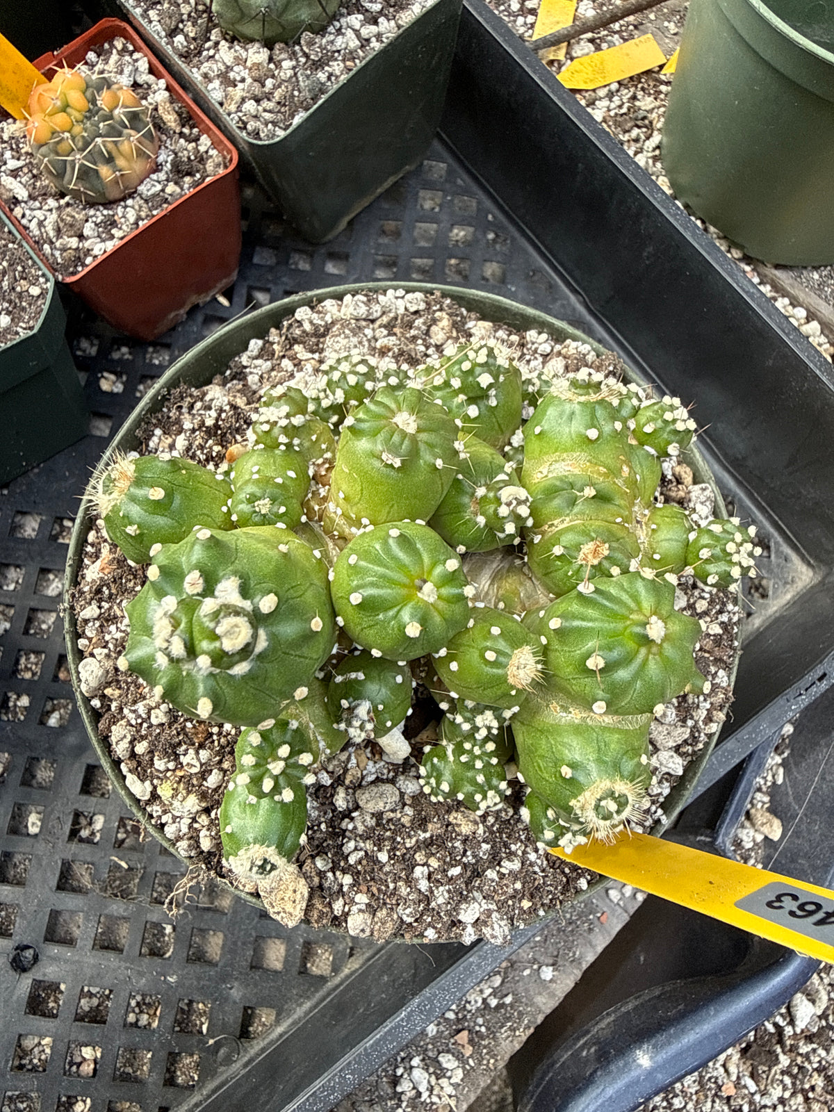 Echipnopsis monstrose stacker 1463