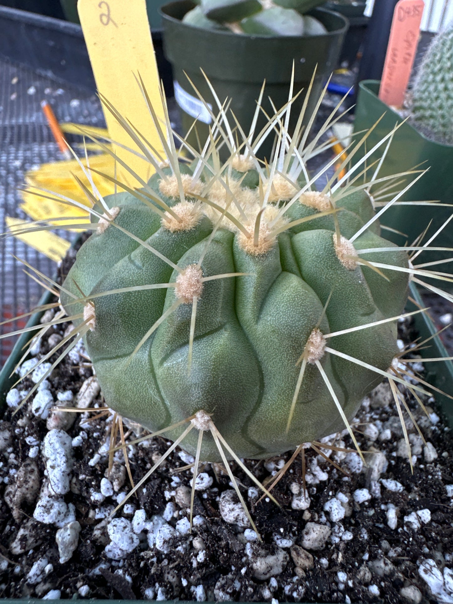 Copiapoa haseltoniana cactus #2 now in 4.25 inch pot