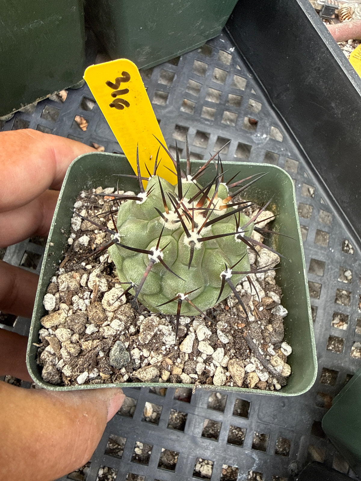 Copiapoa cinerea nice size 316