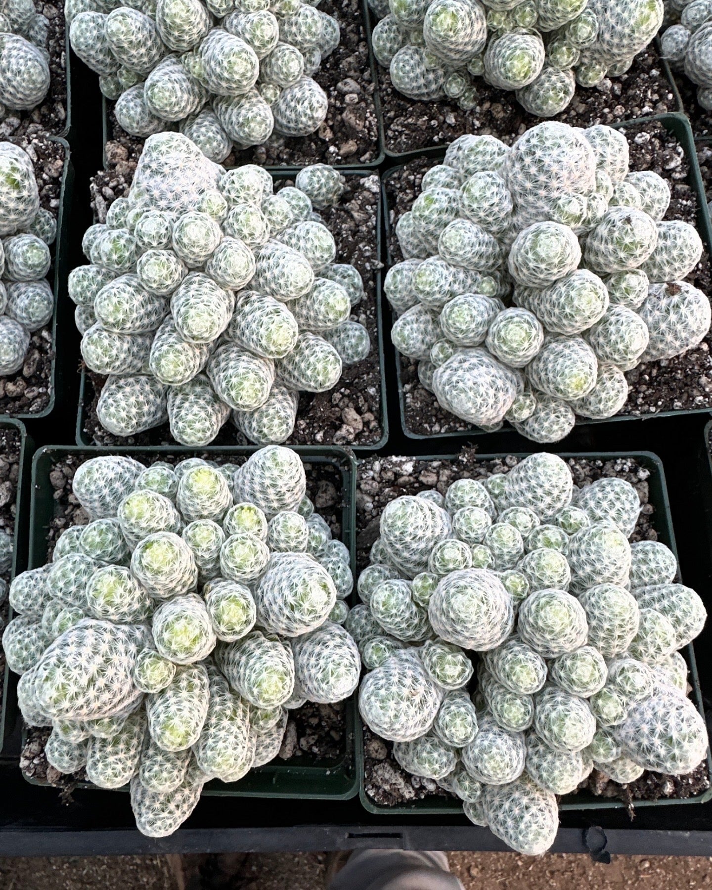Mammillaria humboldtii cactus in 4.25 inch pot, most overgrowing pot pack of 3 plants! Cheap deal