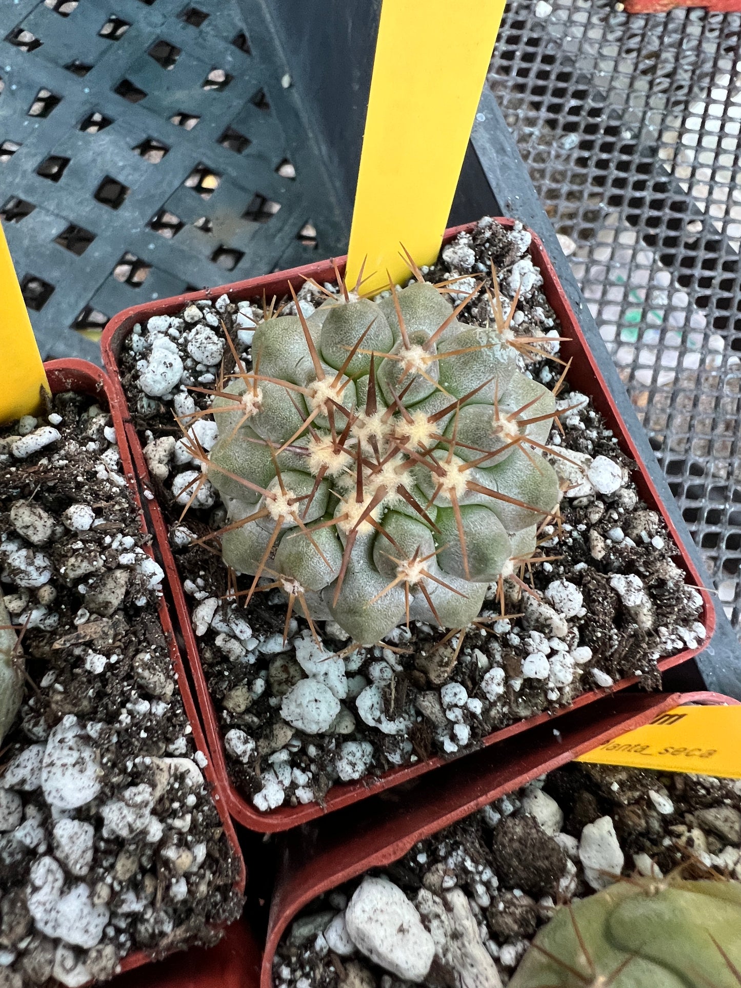 Copiapoa columna alba blue green cactus #5