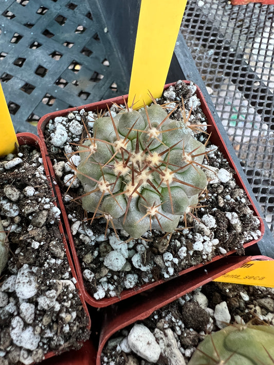 Copiapoa columna alba blue green cactus #5