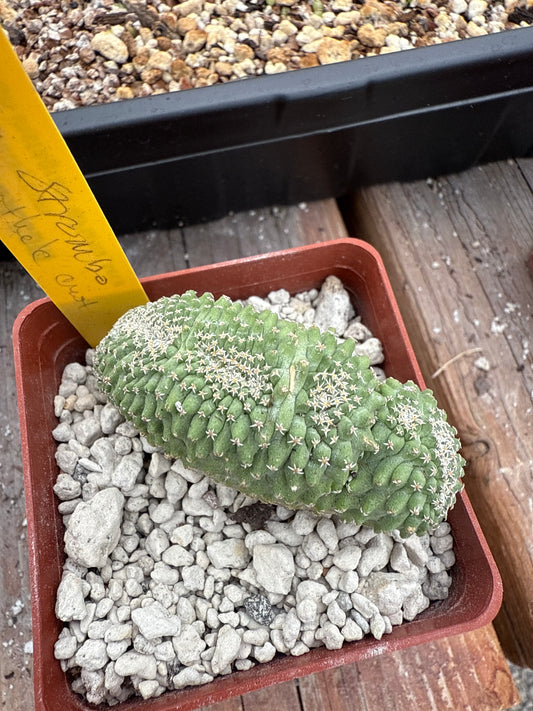 Strombocactus disciformis crest rare plant 360