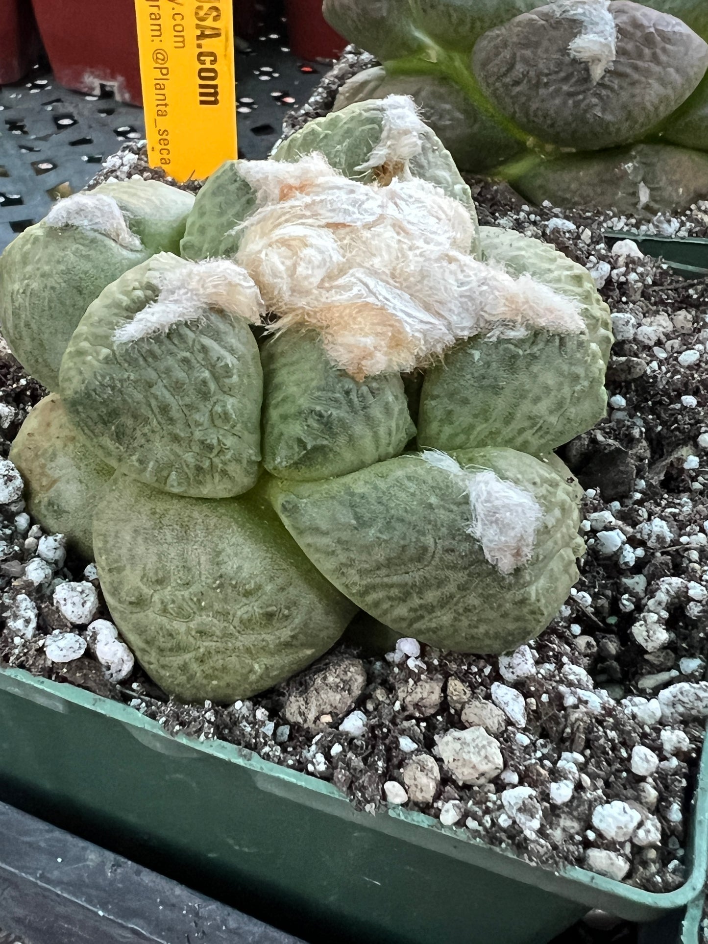 Ariocarpus lloydii cactus big size cheap deal #2