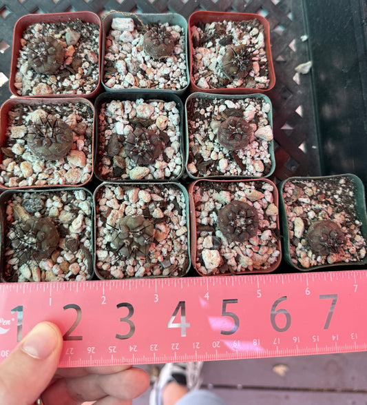 Copiapoa cinerea seedlings 10 plants #1