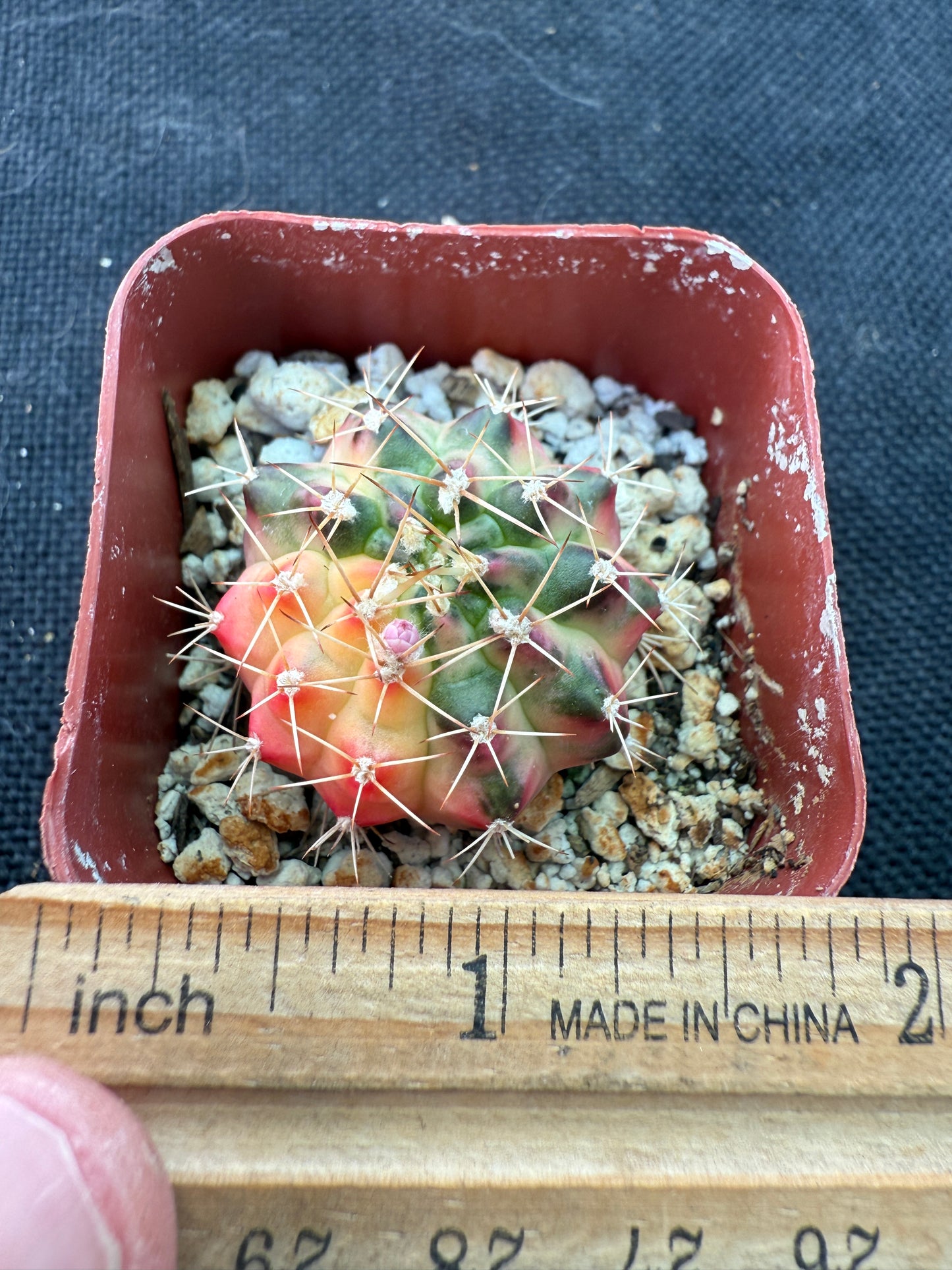 Gymnocalycium morning glory nice cultivar 926