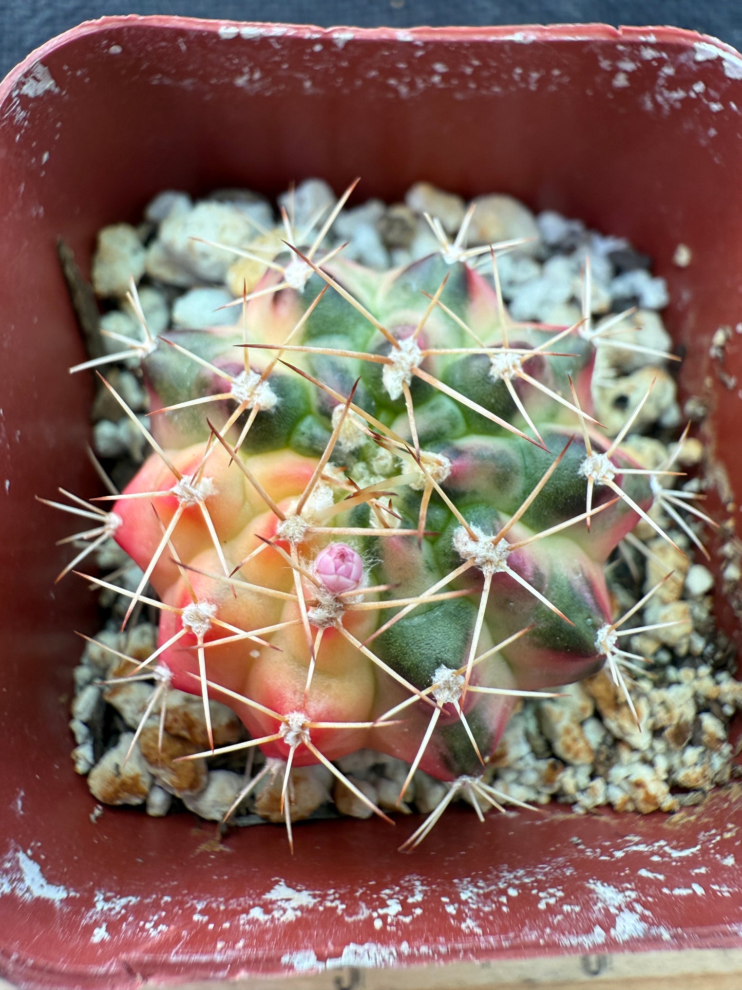 Gymnocalycium morning glory nice cultivar 926