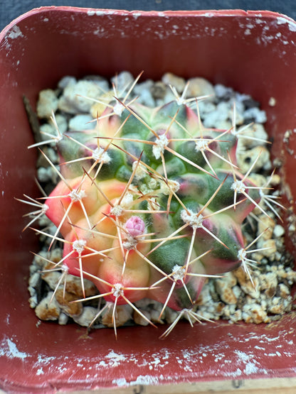 Gymnocalycium morning glory nice cultivar 926