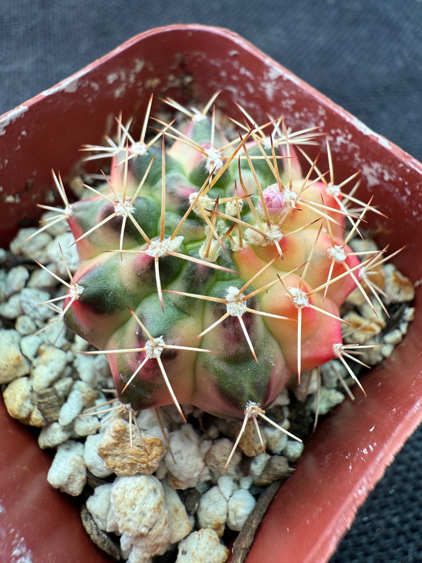 Gymnocalycium morning glory nice cultivar 926