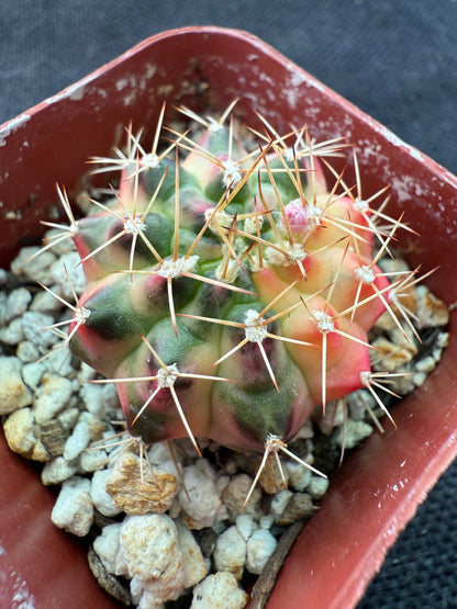Gymnocalycium morning glory nice cultivar 926