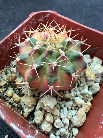 Gymnocalycium morning glory nice cultivar 926