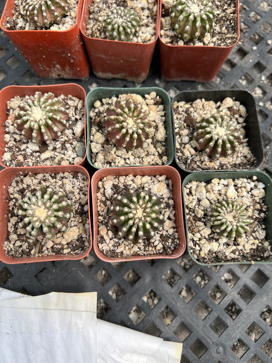 Discocactus Horstii, 6 plants for 90$ free shipping, 3 set available
