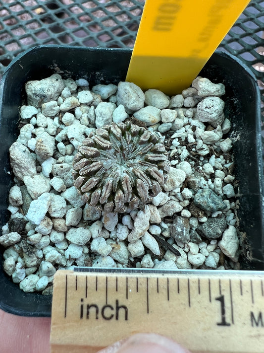 Pelecyphora aselliformis cactus #2