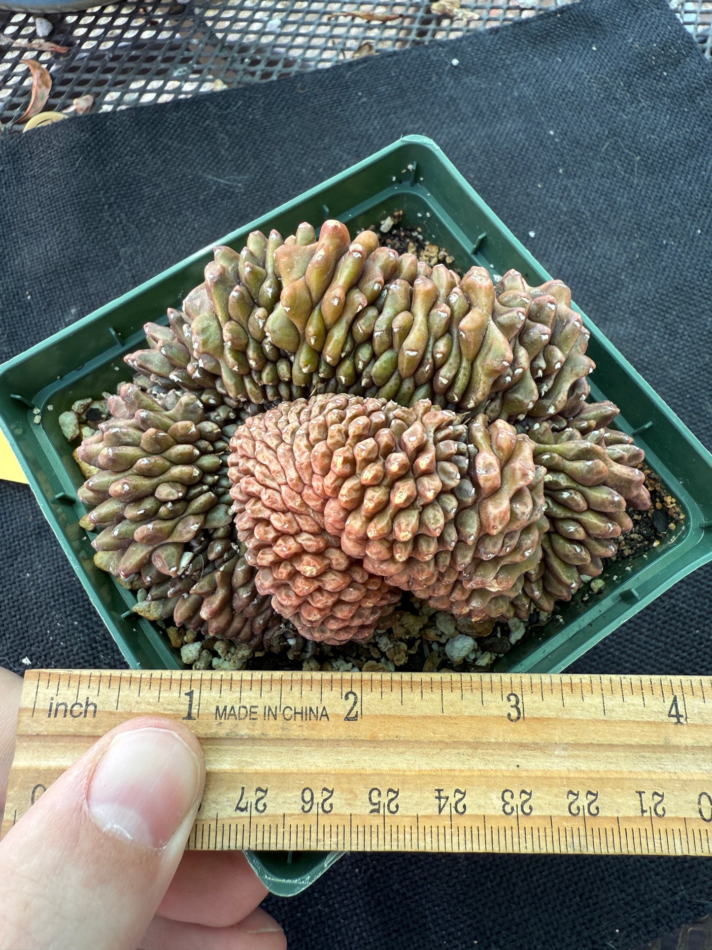Gymnocalycium inermis crest large in 4 inch pot 950
