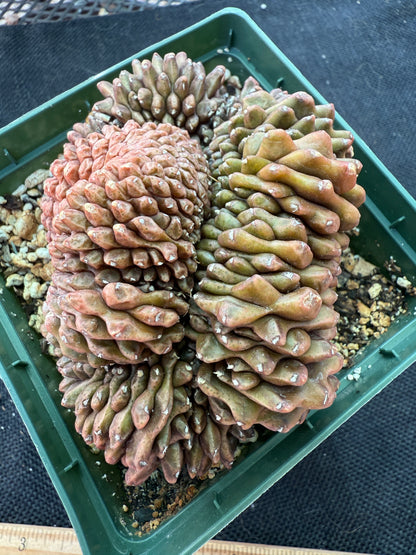 Gymnocalycium inermis crest large in 4 inch pot 950
