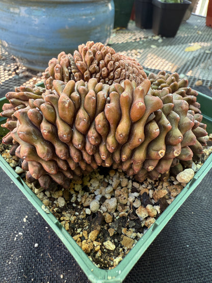 Gymnocalycium inermis crest large in 4 inch pot 950