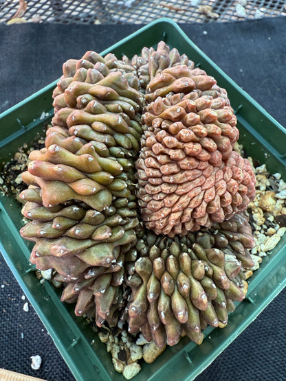 Gymnocalycium inermis crest large in 4 inch pot 950