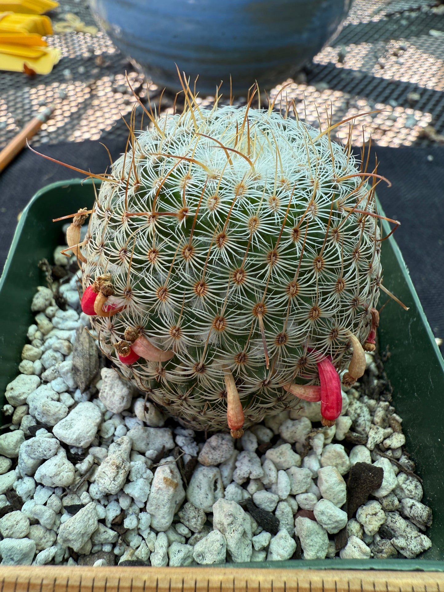 Mammillaria huitzlopochtlii rare cactus 951