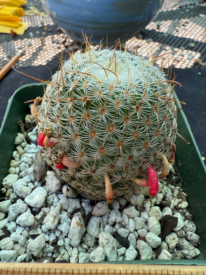 Mammillaria huitzlopochtlii rare cactus 951