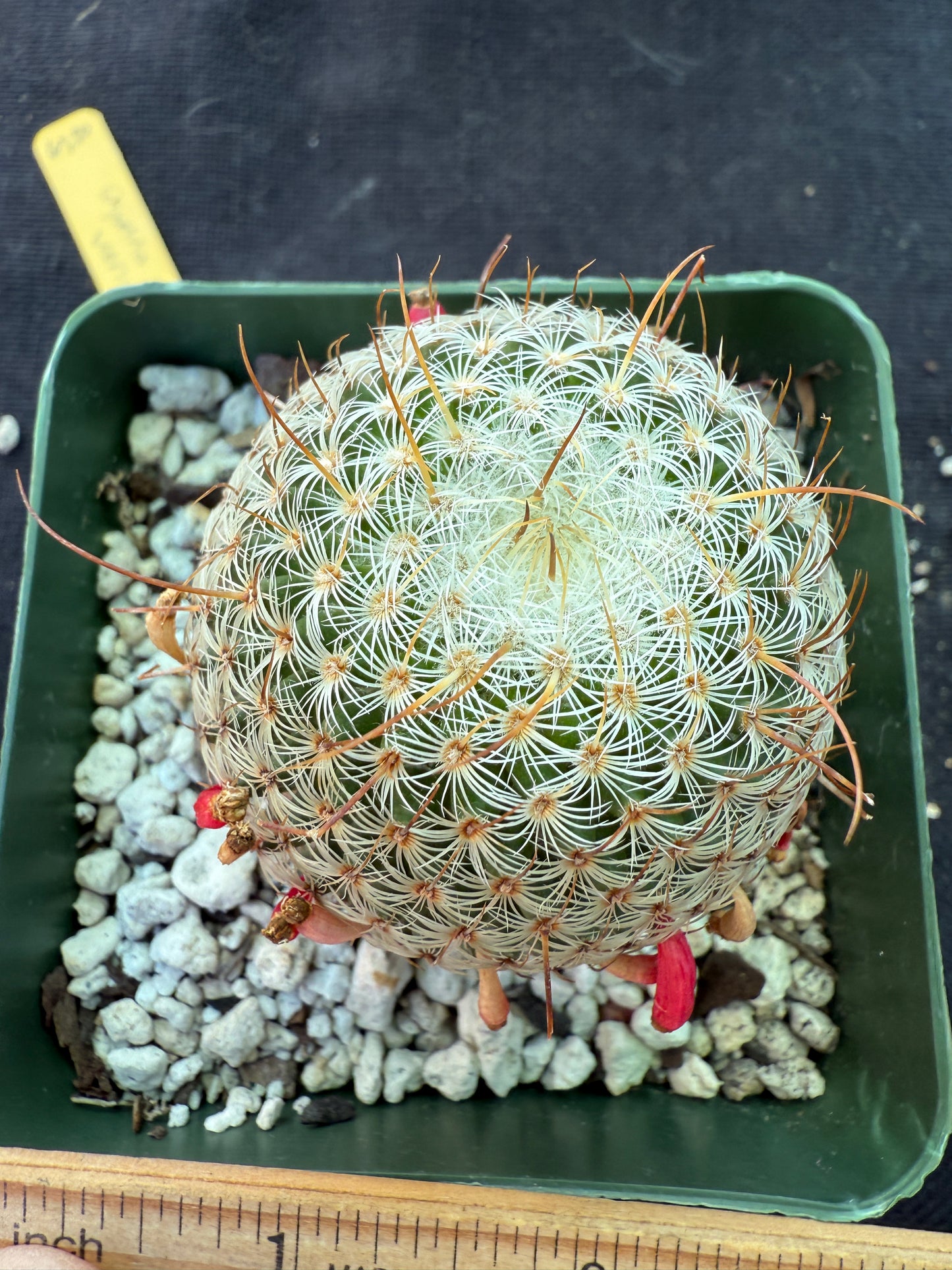 Mammillaria huitzlopochtlii rare cactus 951