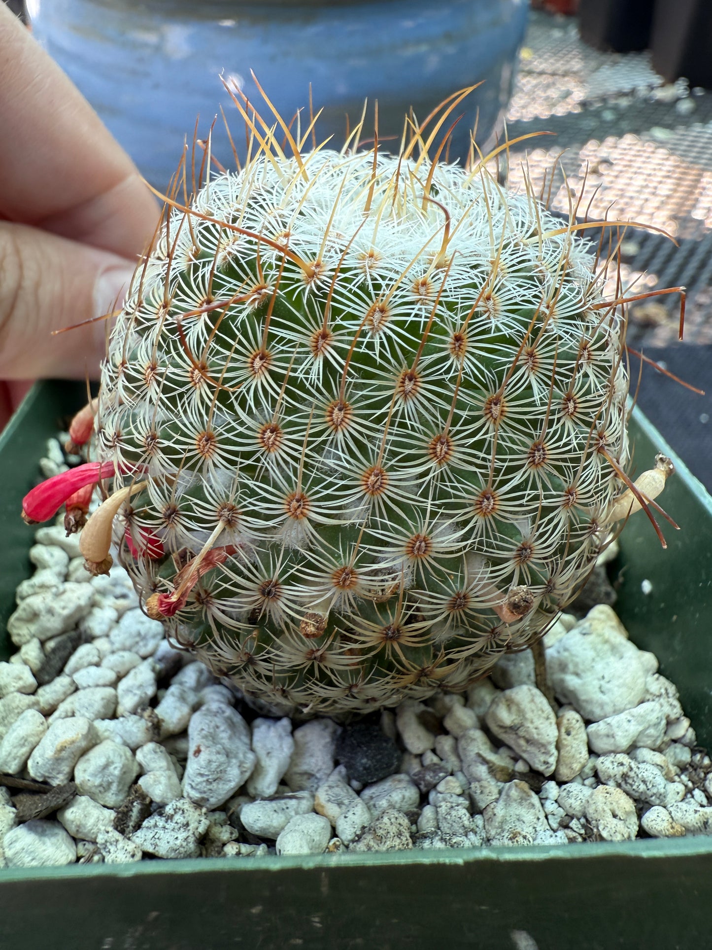 Mammillaria huitzlopochtlii rare cactus 951