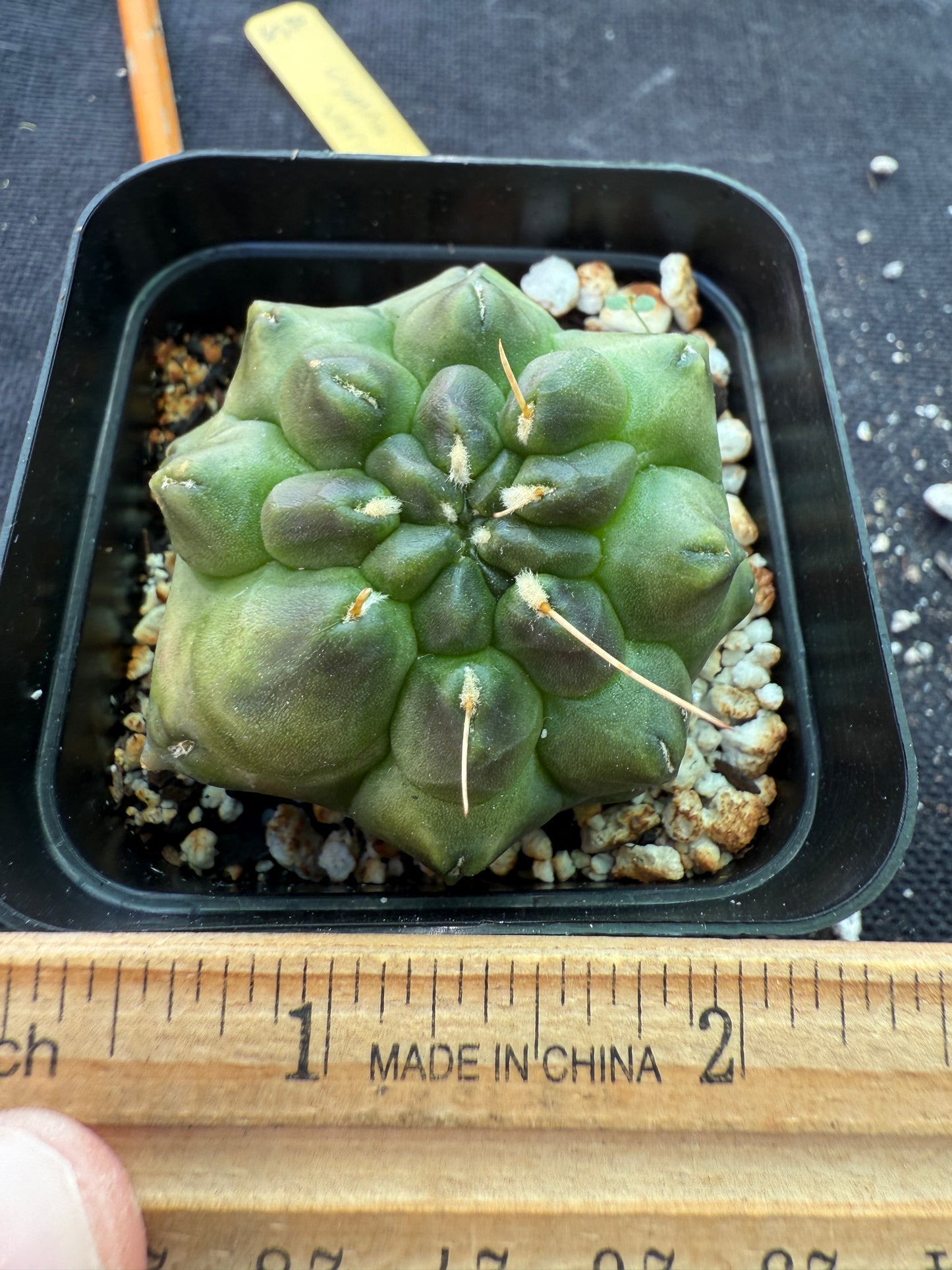 Gymnocalycium transformer inermis cactus 954