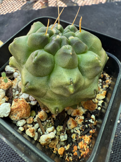 Gymnocalycium transformer inermis cactus 954