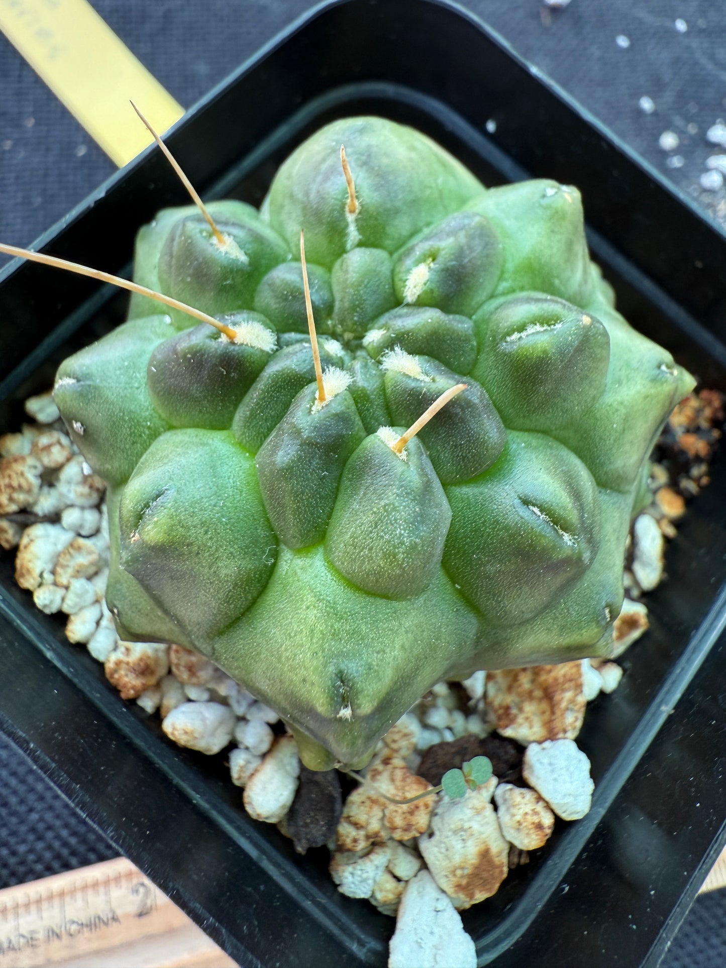 Gymnocalycium transformer inermis cactus 954