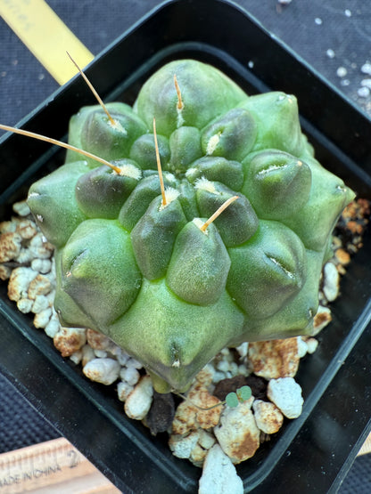 Gymnocalycium transformer inermis cactus 954