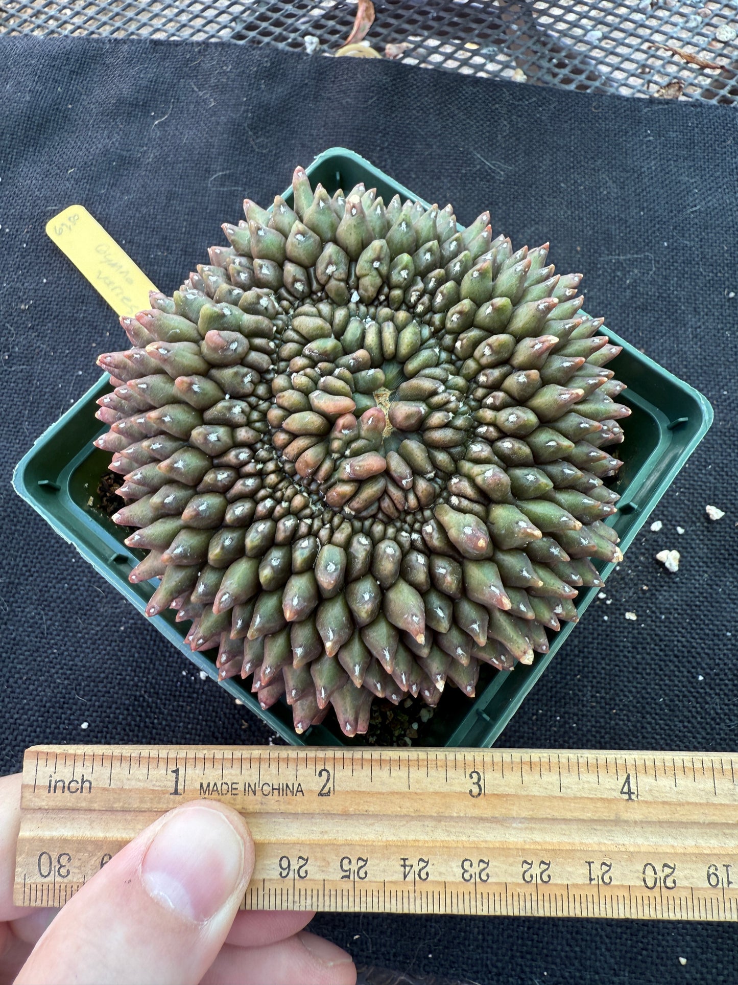 Gymnocalycium inermis crest very large and pretty 955