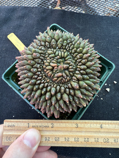 Gymnocalycium inermis crest very large and pretty 955