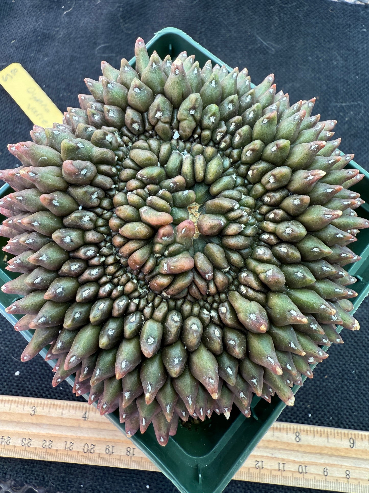 Gymnocalycium inermis crest very large and pretty 955