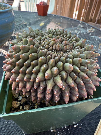 Gymnocalycium inermis crest very large and pretty 955