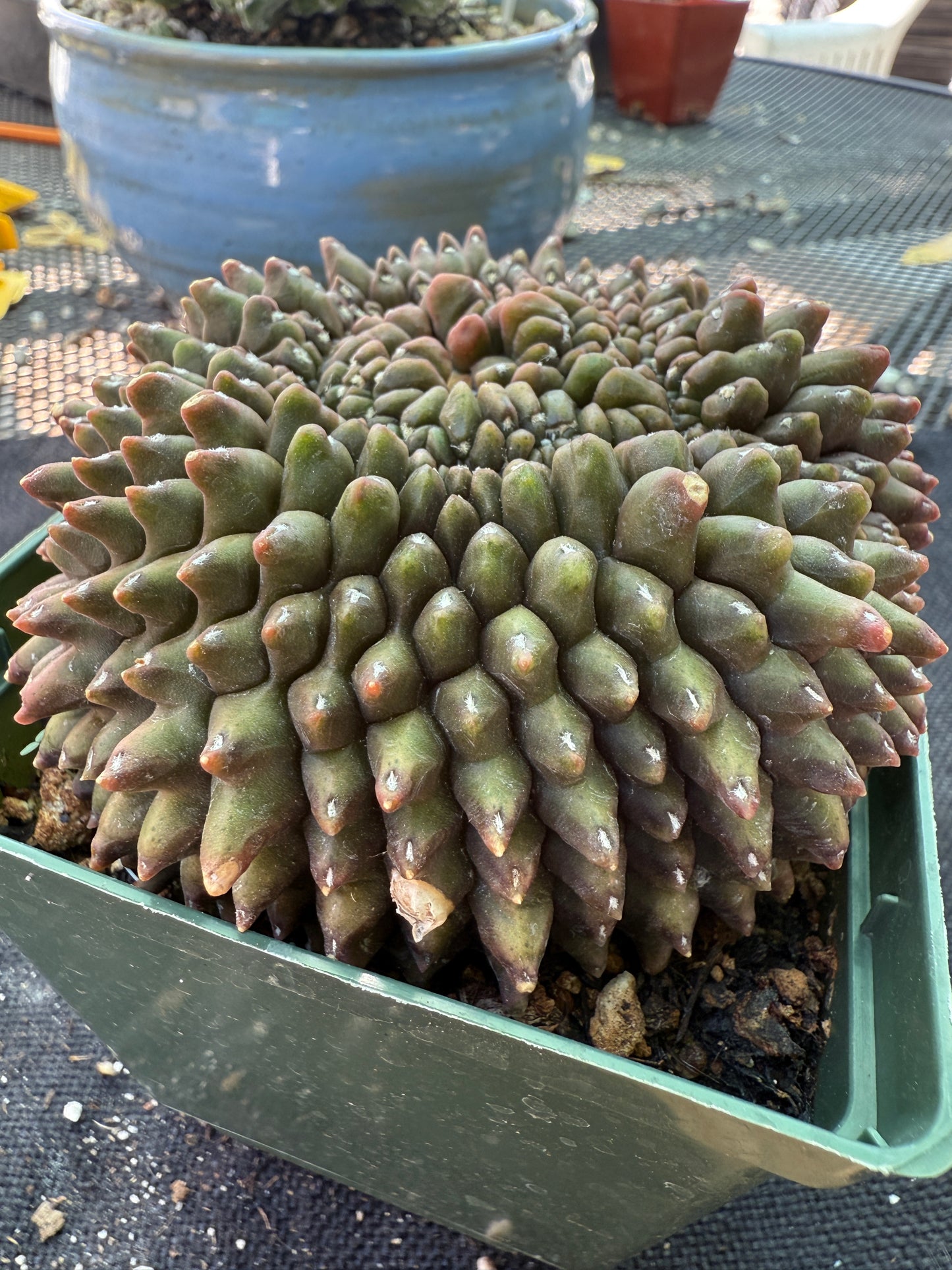 Gymnocalycium inermis crest very large and pretty 955