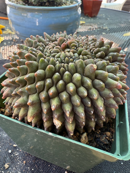 Gymnocalycium inermis crest very large and pretty 955