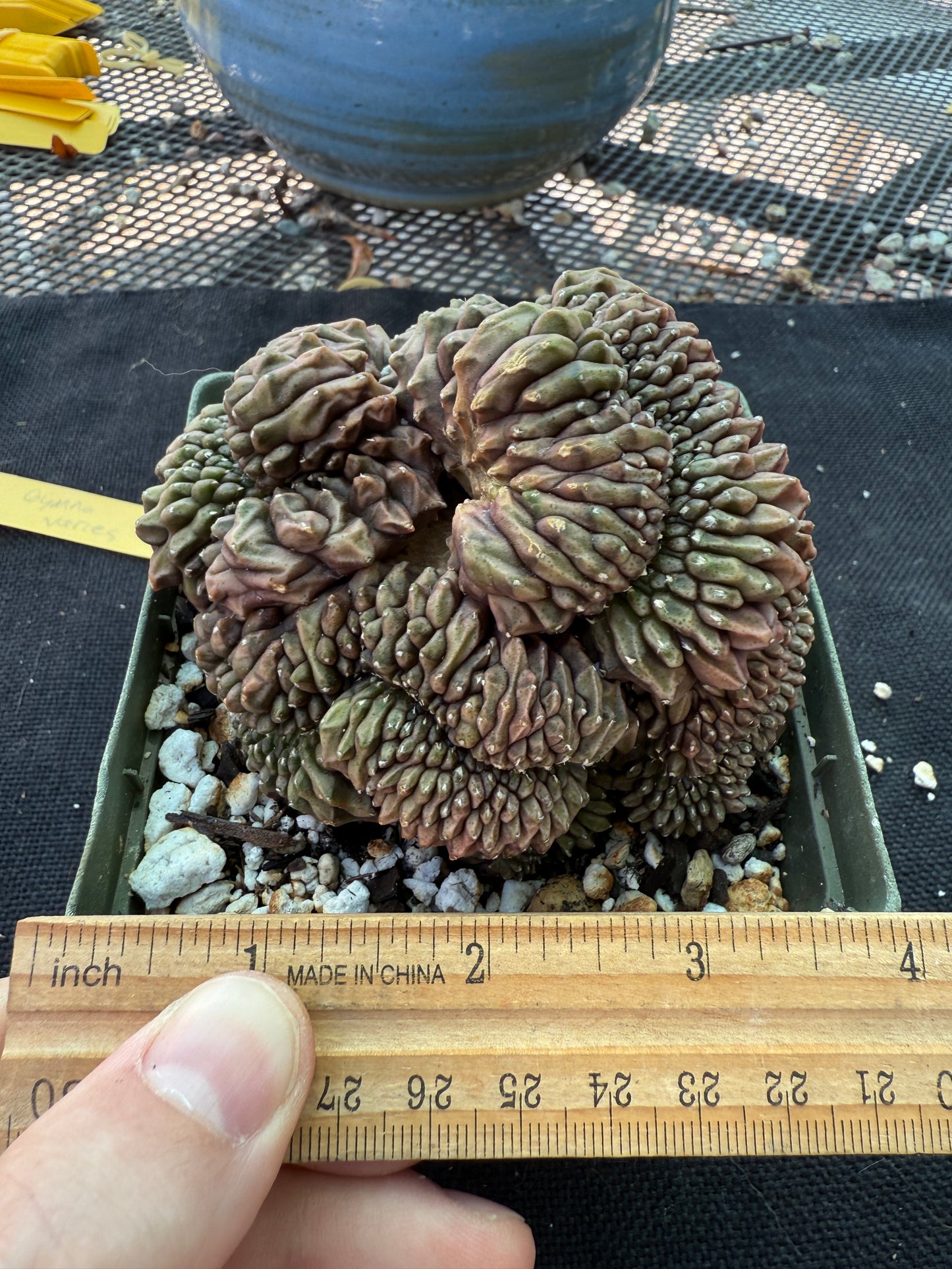 Gymnocalycium inermis crest large and beautiful
