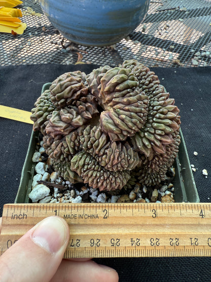 Gymnocalycium inermis crest large and beautiful