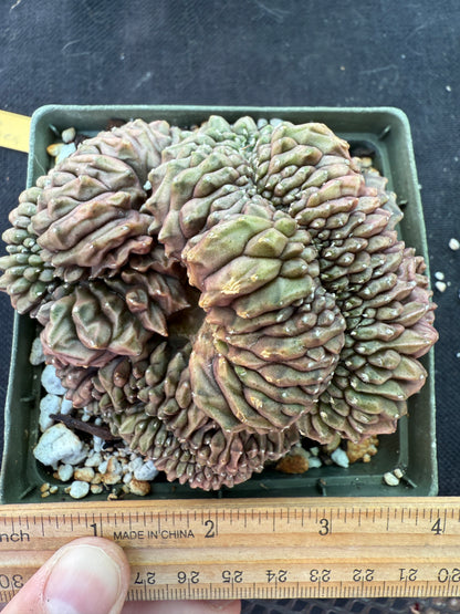 Gymnocalycium inermis crest large and beautiful