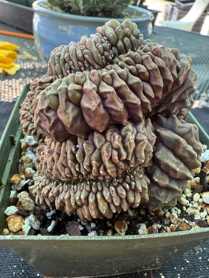 Gymnocalycium inermis crest large and beautiful