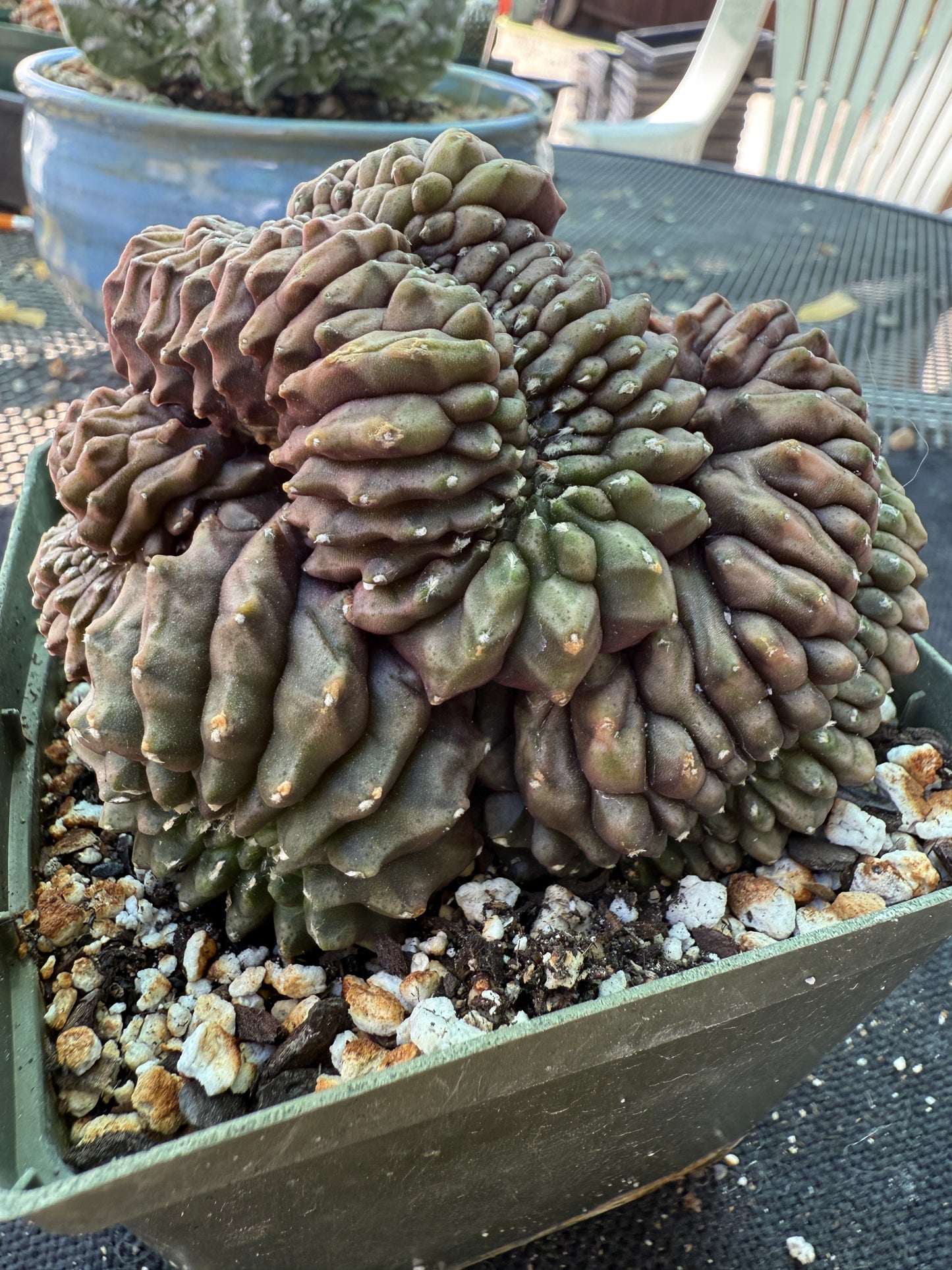 Gymnocalycium inermis crest large and beautiful