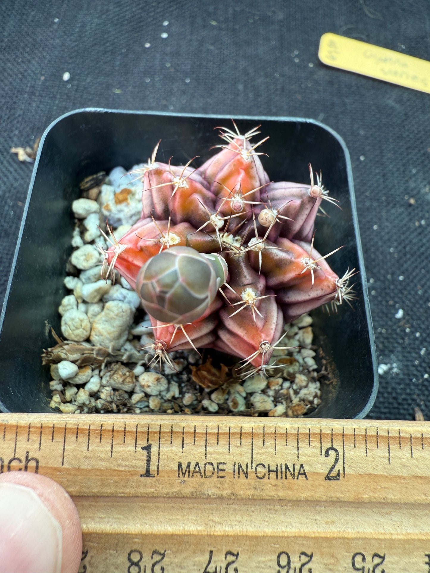 Gymnocalycium sepia rare cultivar 970