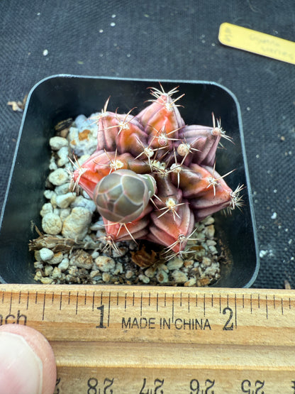 Gymnocalycium sepia rare cultivar 970