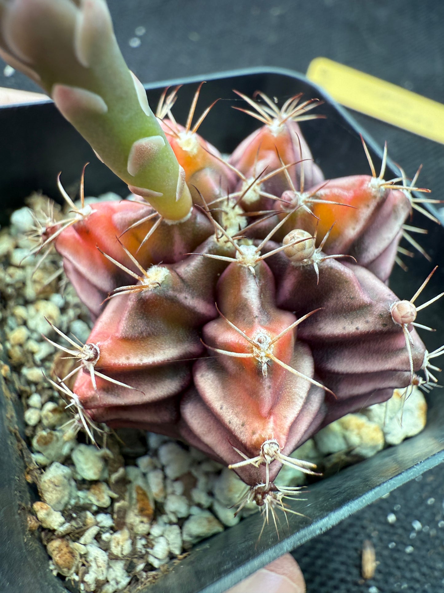 Gymnocalycium sepia rare cultivar 970