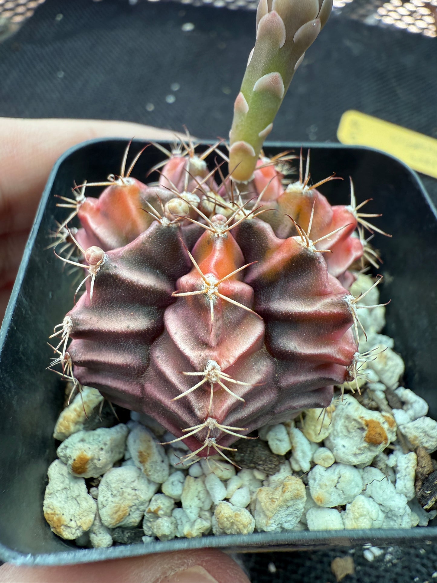 Gymnocalycium sepia rare cultivar 970