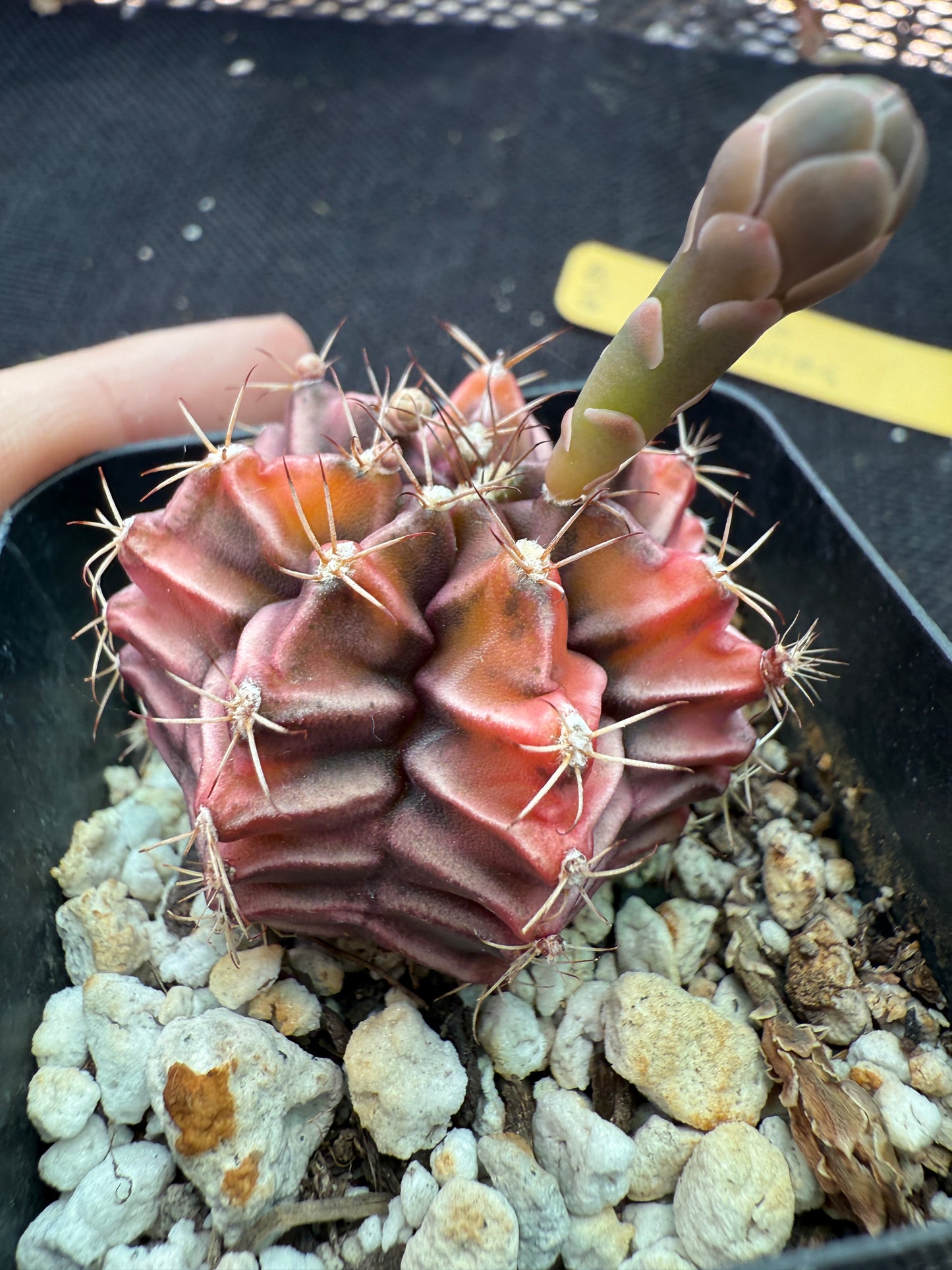 Gymnocalycium sepia rare cultivar 970