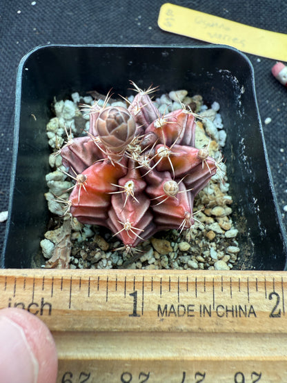 Gymnocalycium sepia rare cultivar 971
