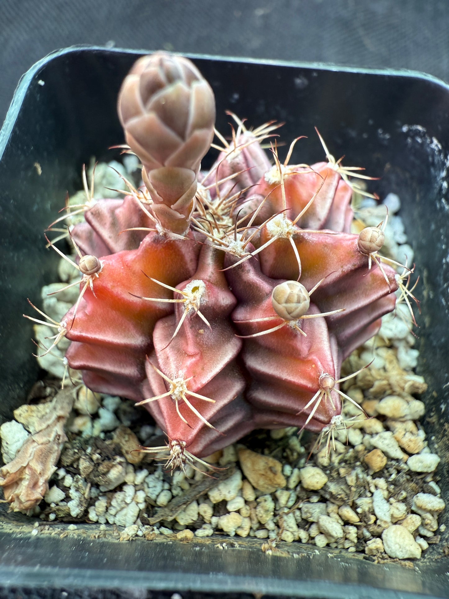 Gymnocalycium sepia rare cultivar 971