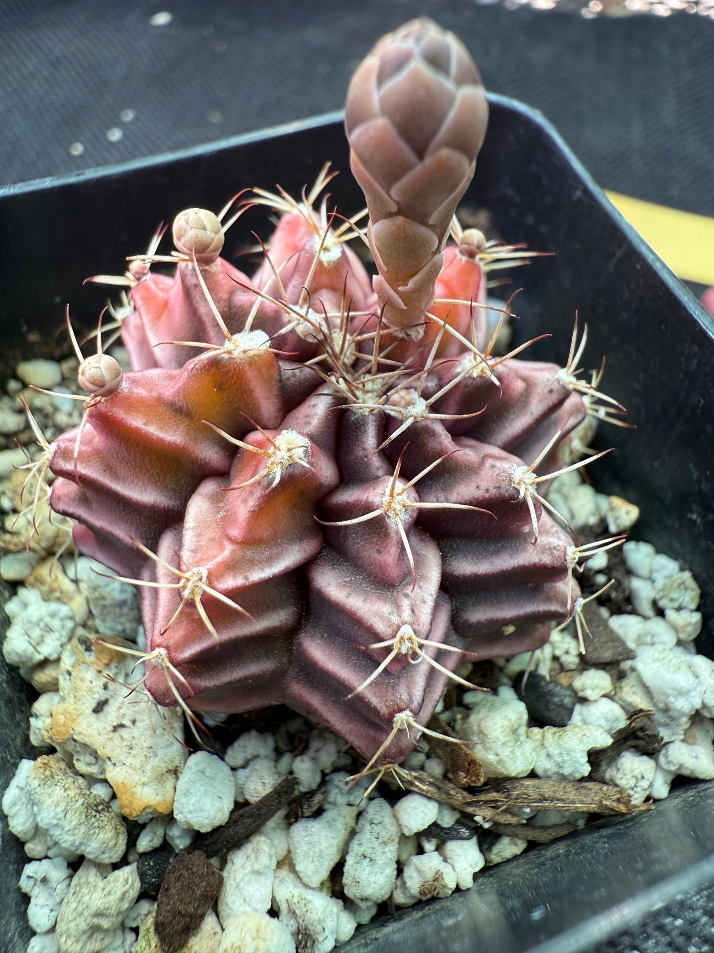 Gymnocalycium sepia rare cultivar 971